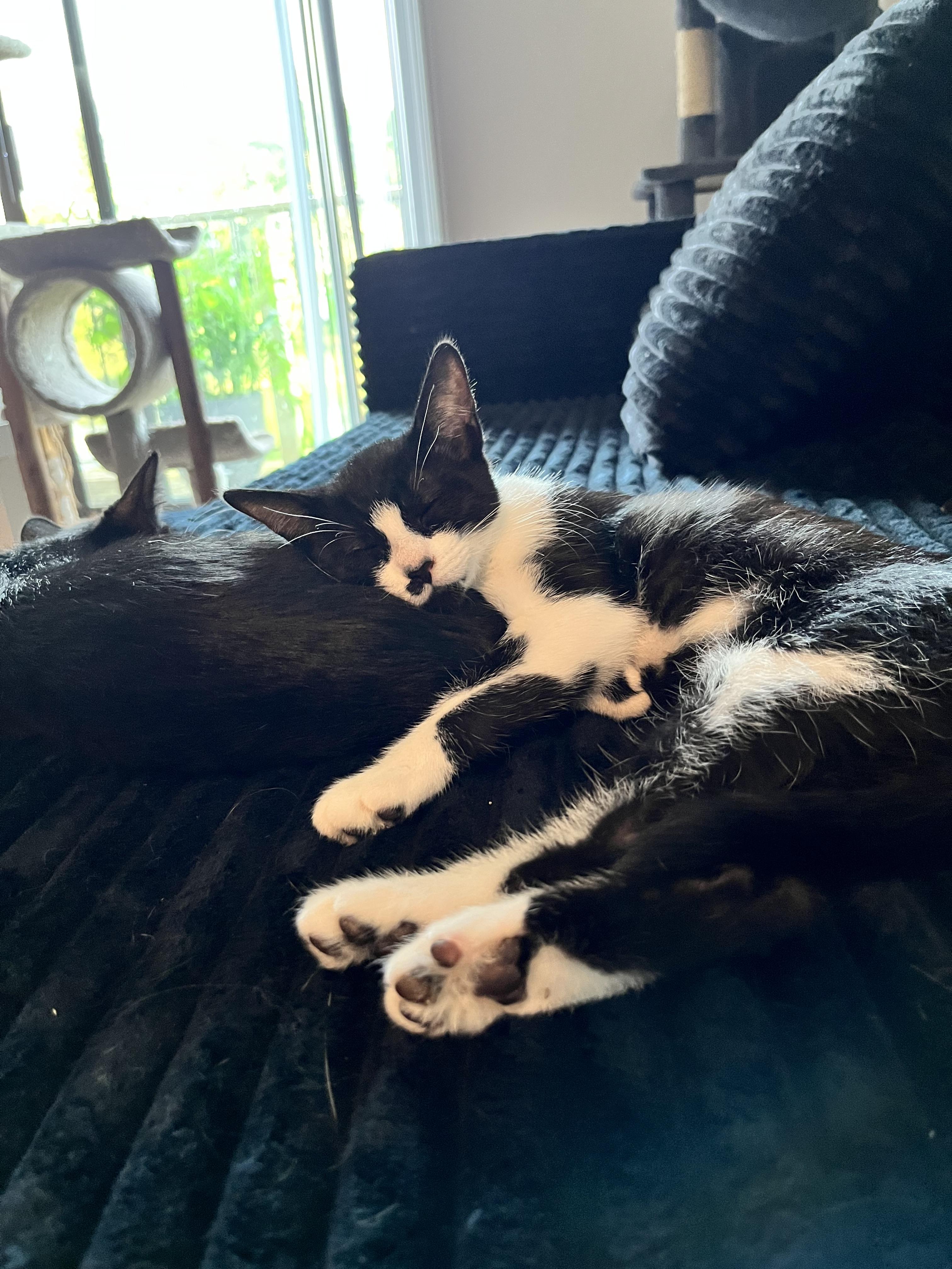 Enlarge Periscope, a Adoptable Domestic Short Hair in Hudsonville, MI image 6/6