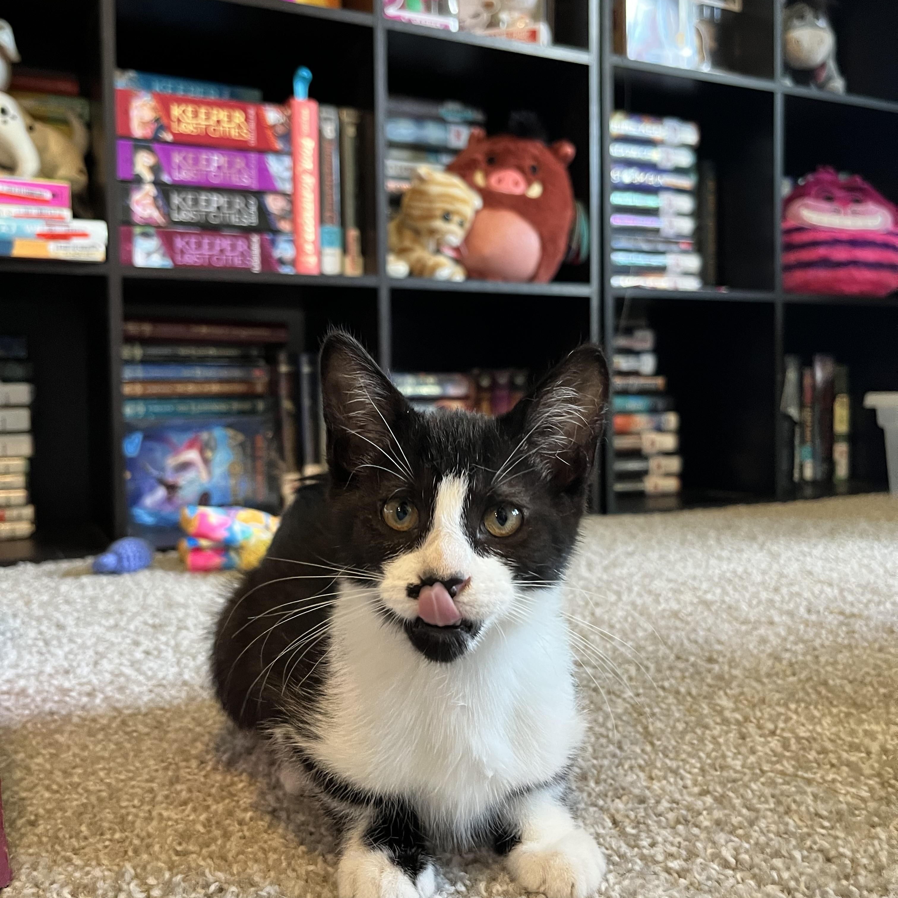 Enlarge Periscope, a Adoptable Domestic Short Hair in Hudsonville, MI image 2/6