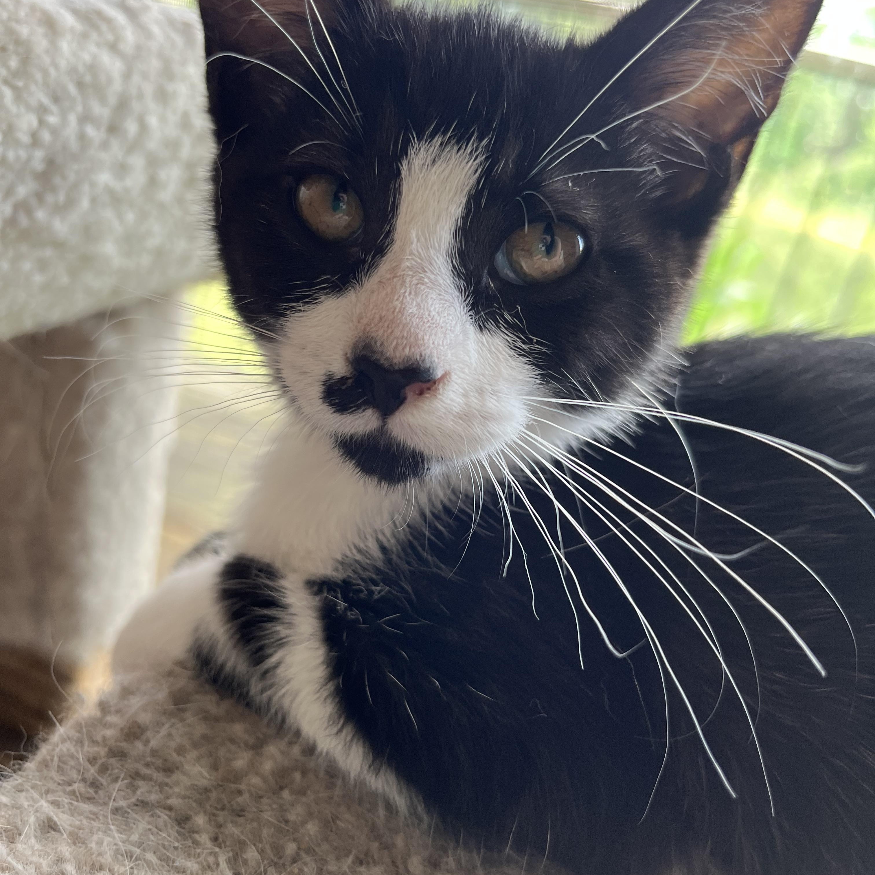 Periscope, Adoptable, Young Female Domestic Short Hair.