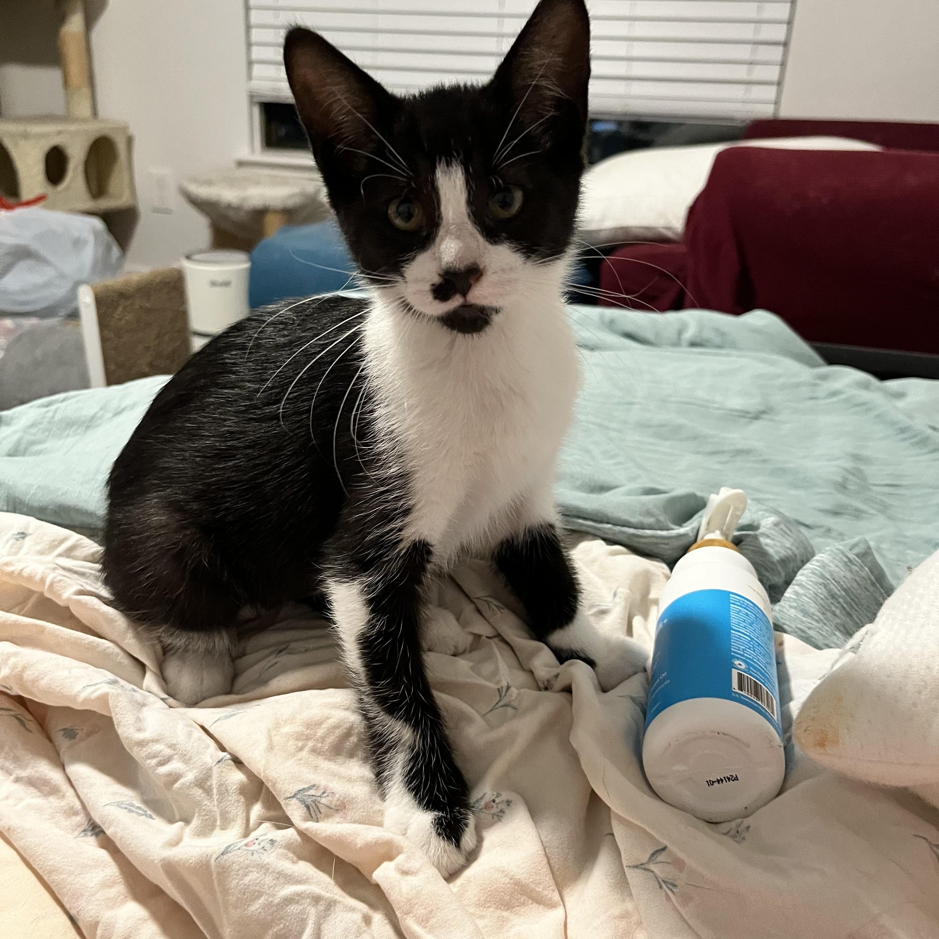 Enlarge Periscope, a Adoptable Domestic Short Hair in Hudsonville, MI image 3/6