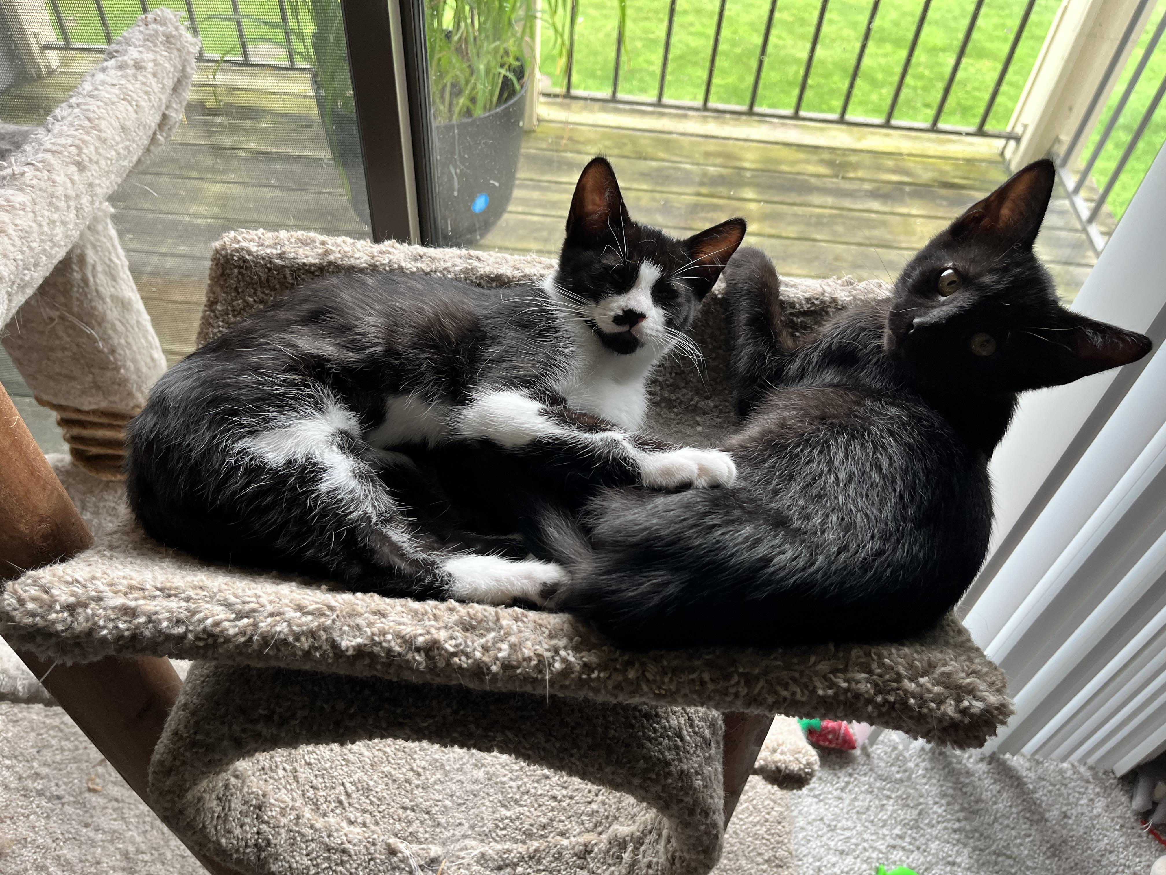 Enlarge Periscope, a Adoptable Domestic Short Hair in Hudsonville, MI image 4/6