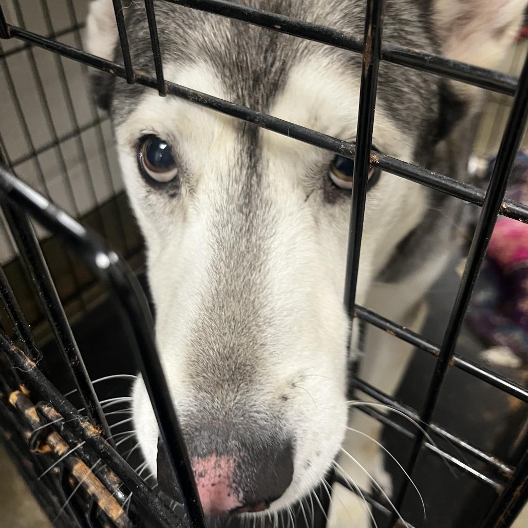 Rocky, Adoptable, Adult Male Husky.