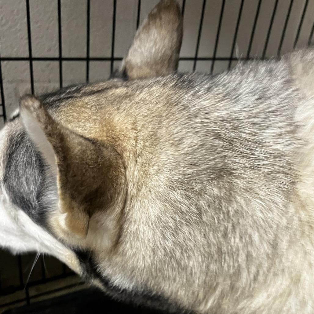 Enlarge Rocky, a Adoptable Husky in Harrisonburg, VA image 2/4