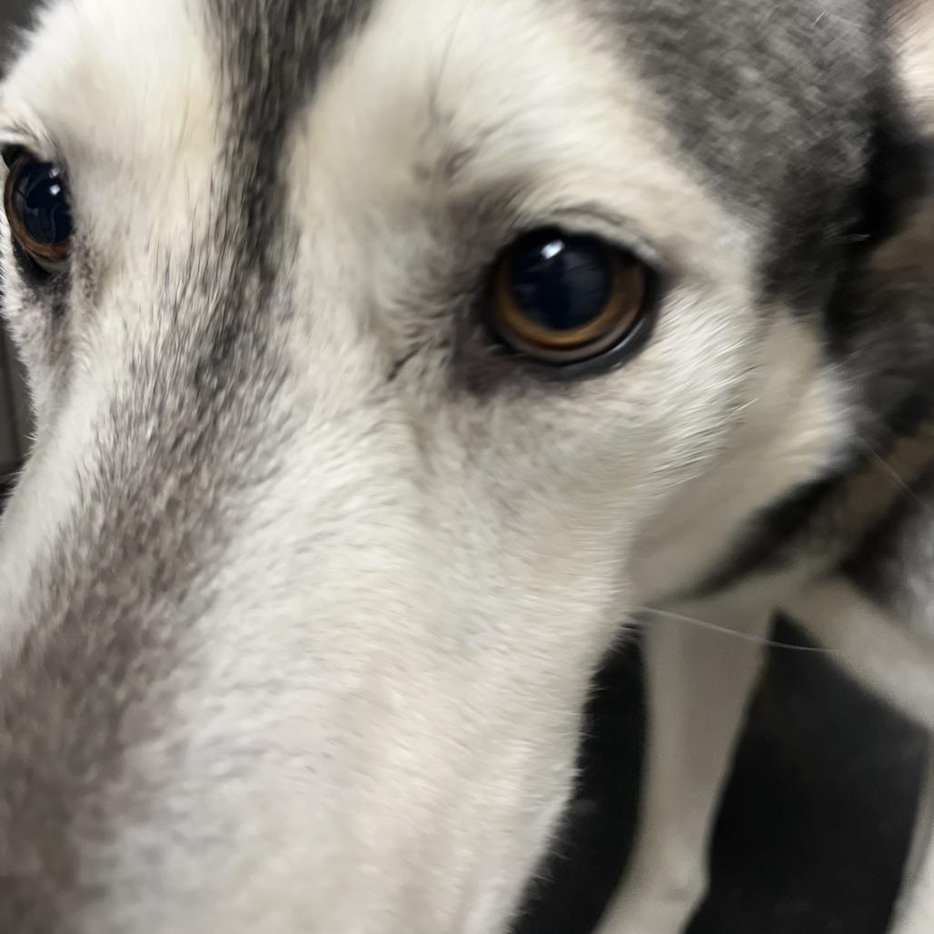 Enlarge Rocky, a Adoptable Husky in Harrisonburg, VA image 3/4