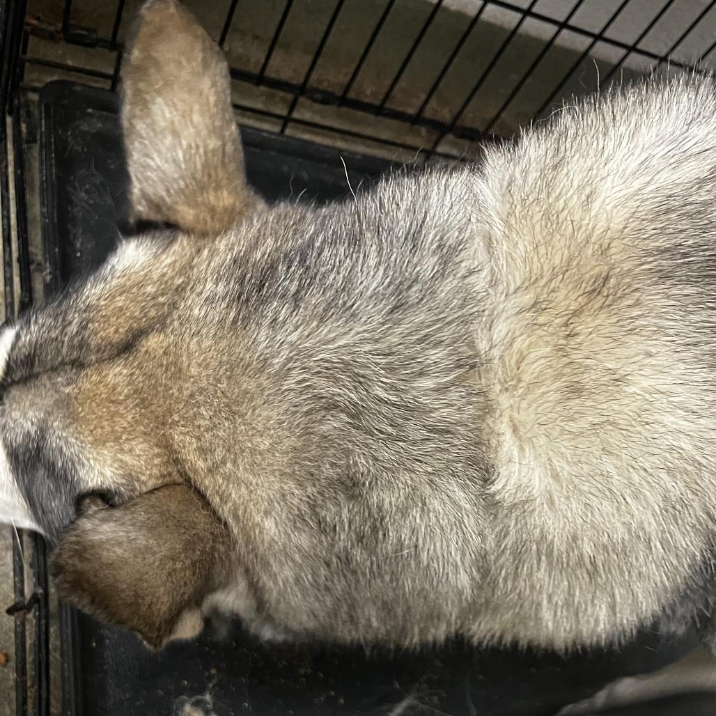 Enlarge Rocky, a Adoptable Husky in Harrisonburg, VA image 4/4