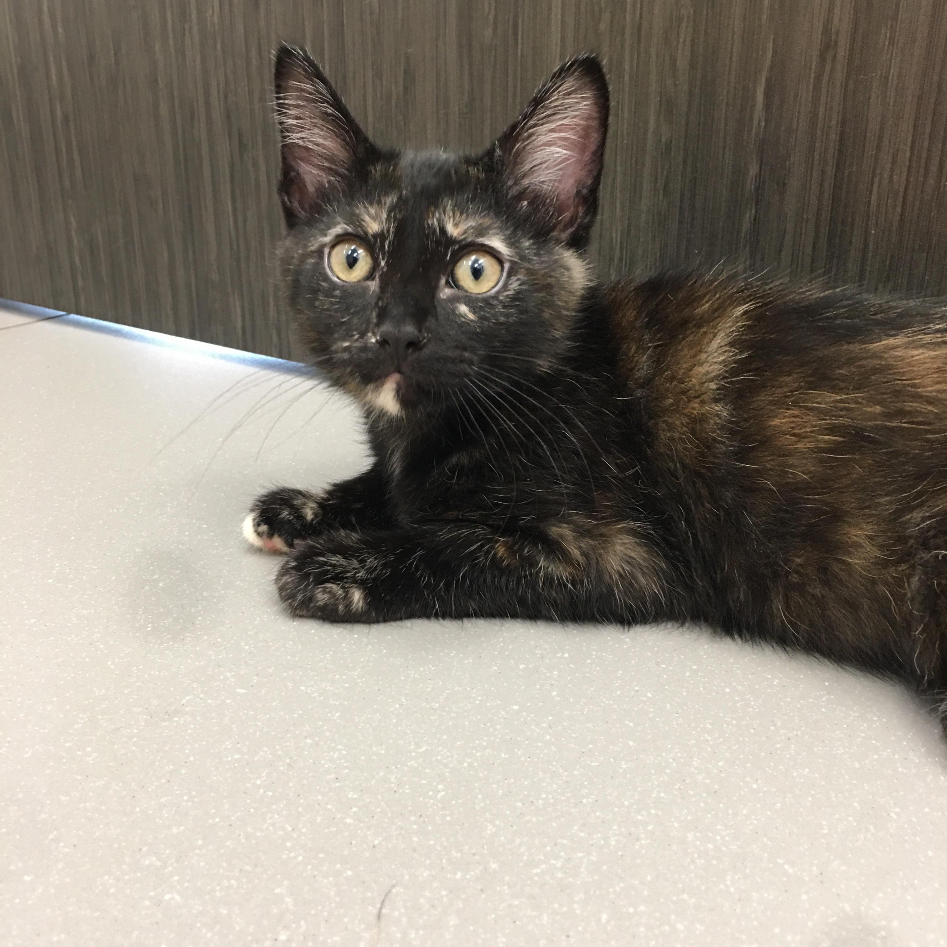 Poppy, ADOPTABLE, Kitten Female Domestic Short Hair.
