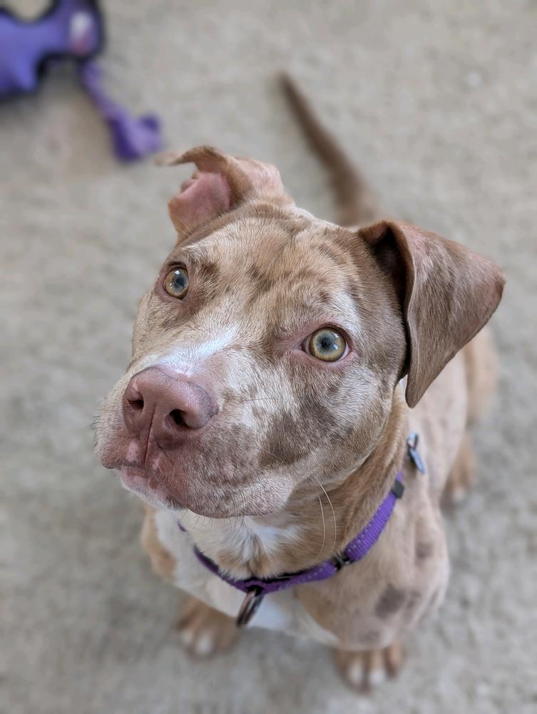 Pinto, Adoptable, Young Male Mixed Breed.