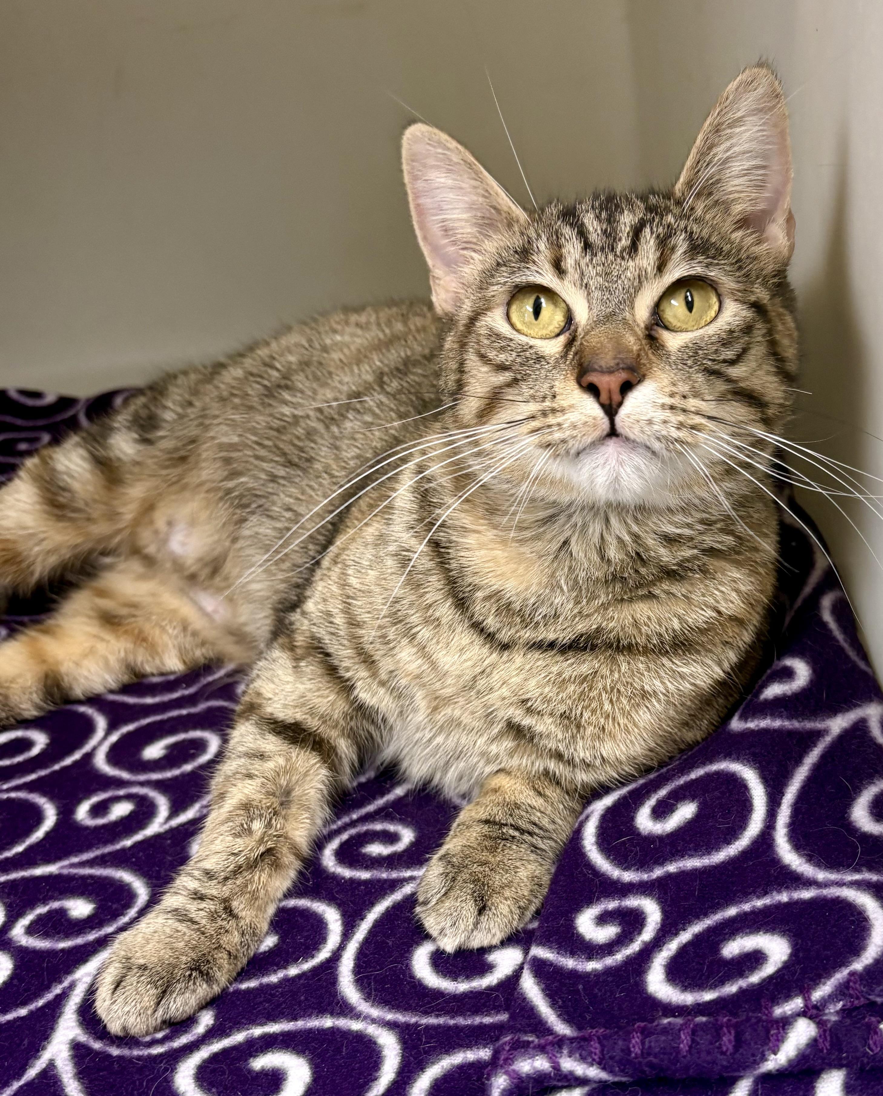Gala , ADOPTABLE, Adult Female Domestic Short Hair.