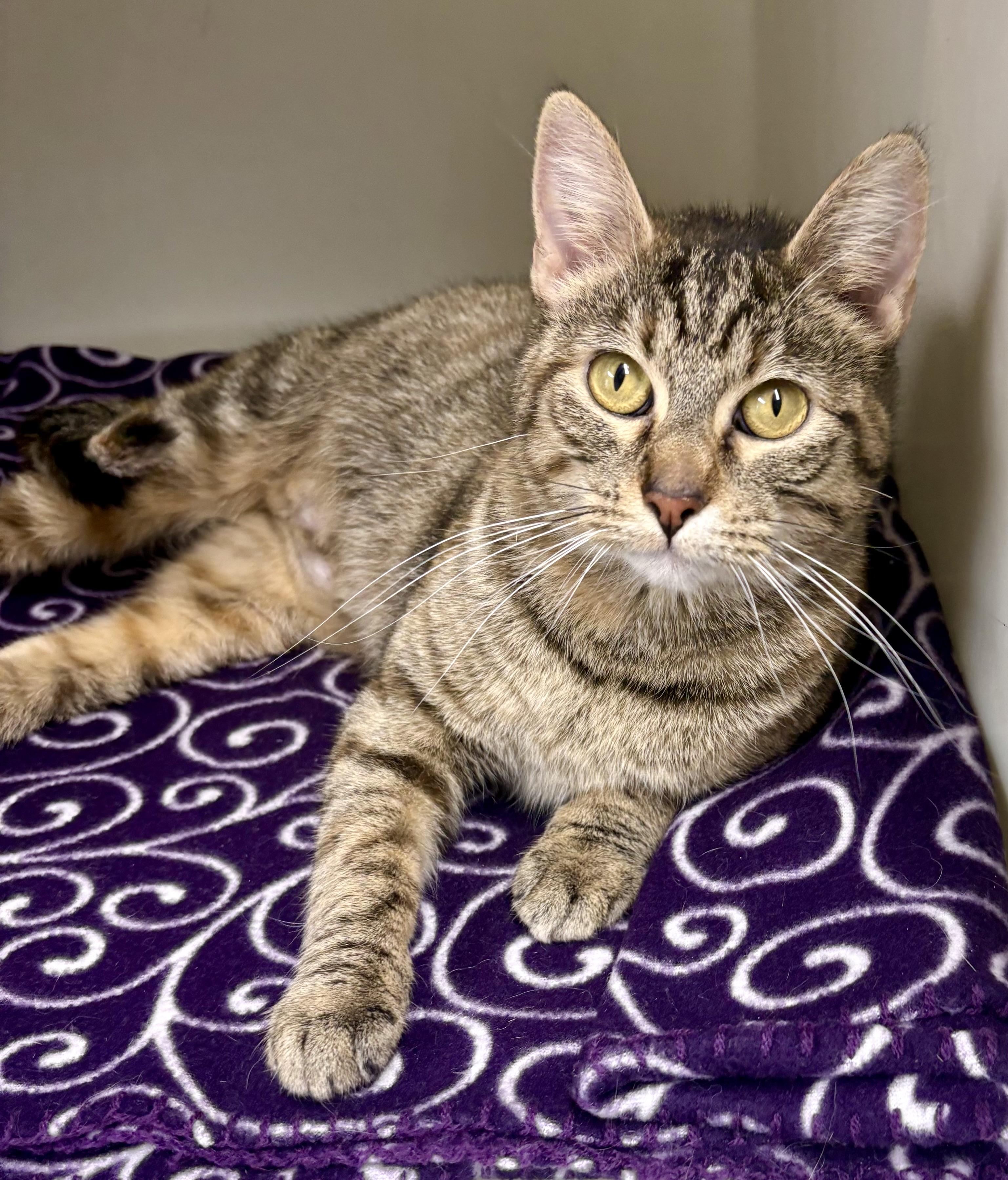 Enlarge Gala , a ADOPTABLE mixed breed in Charles City, IA image 3/5