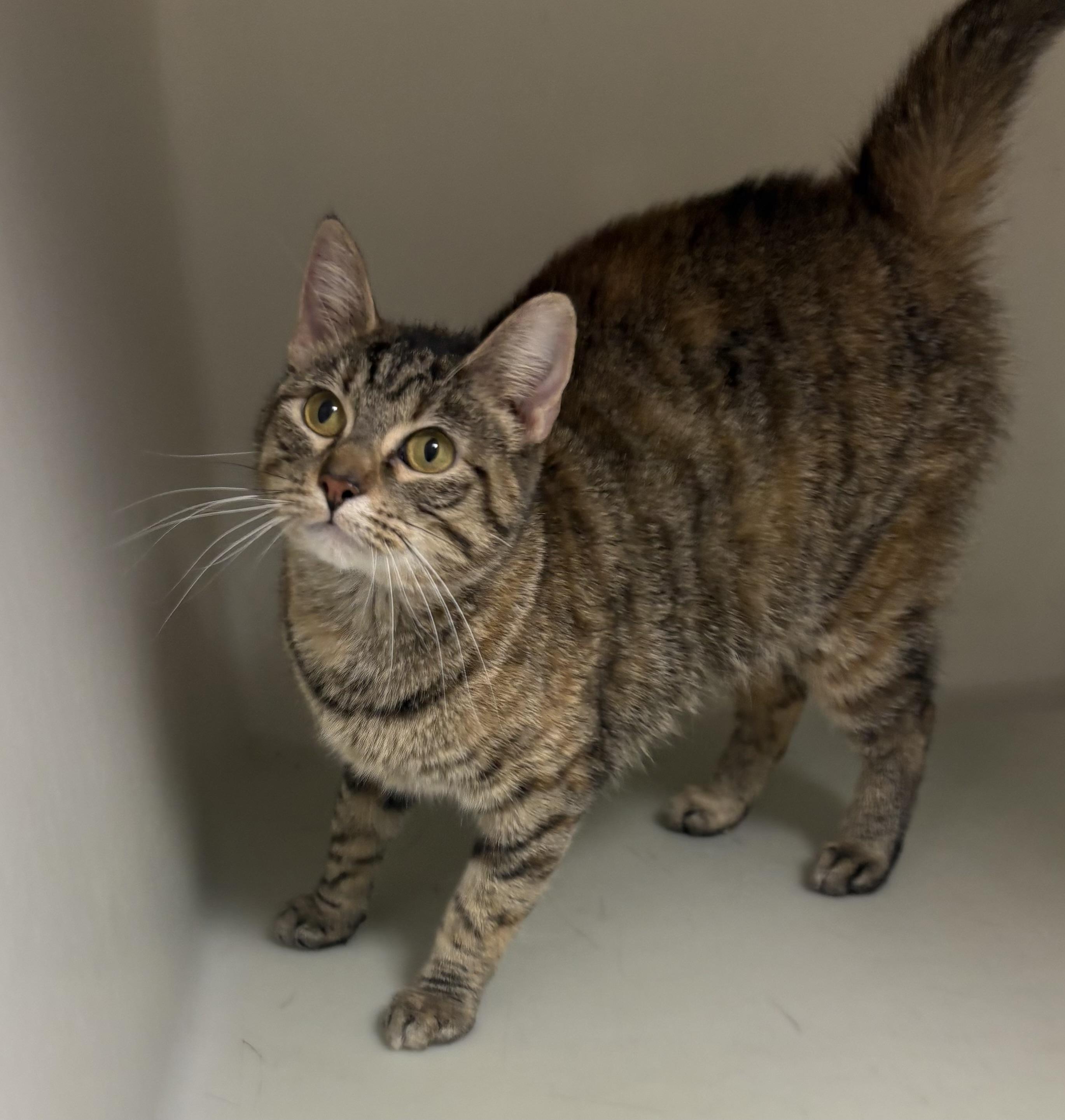 Enlarge Gala , a ADOPTABLE mixed breed in Charles City, IA image 5/5