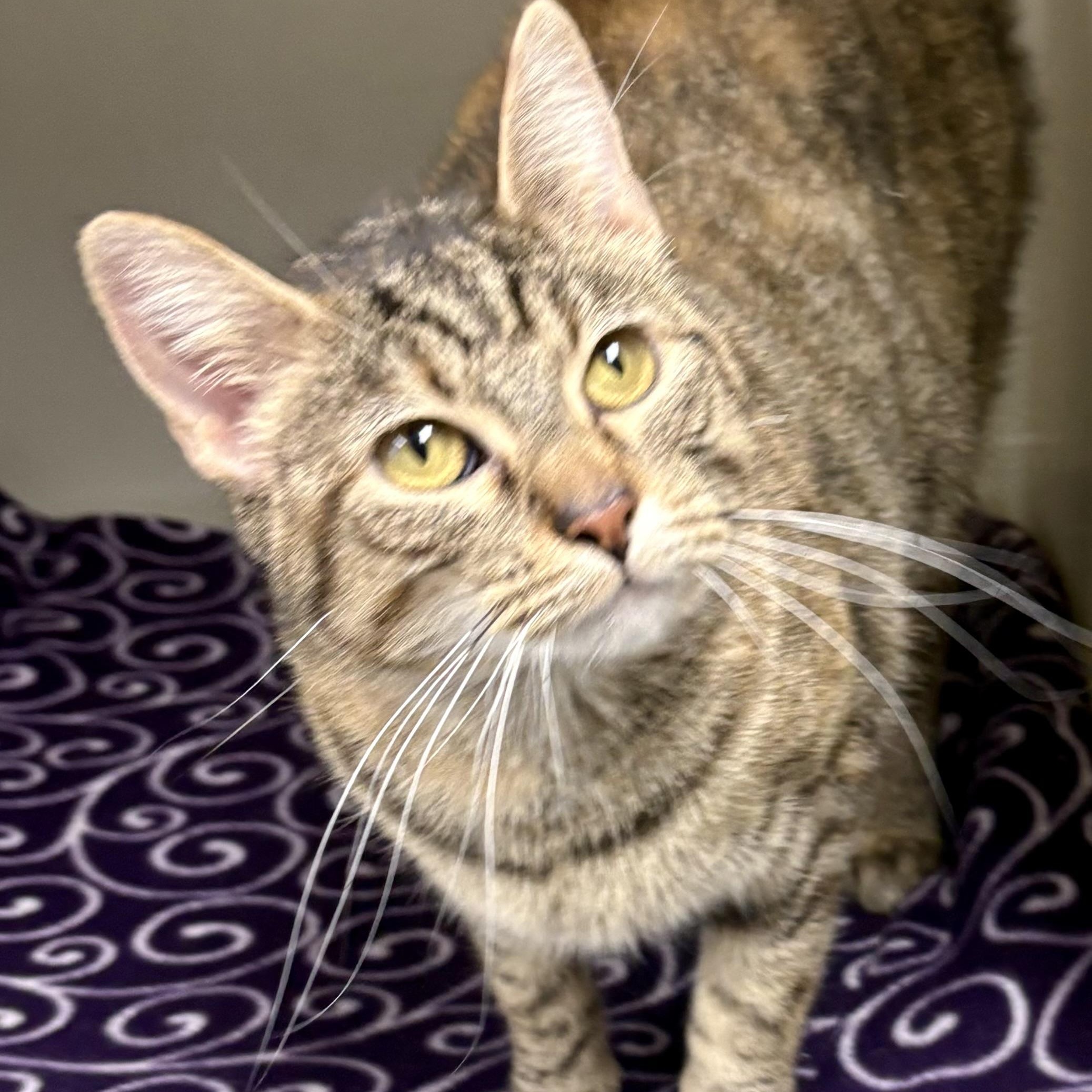 Enlarge Gala , a ADOPTABLE mixed breed in Charles City, IA image 2/5