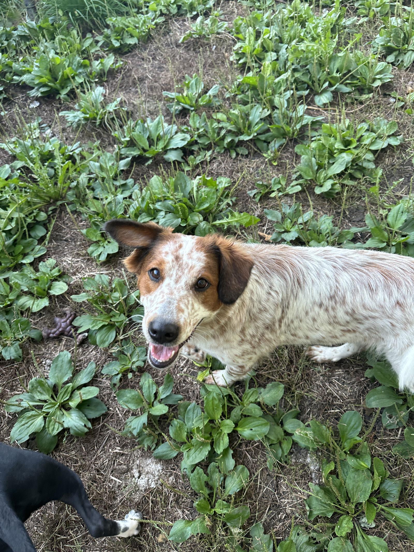 Enlarge Charli, a Adoptable mixed breed in Merriam, KS image 1/3