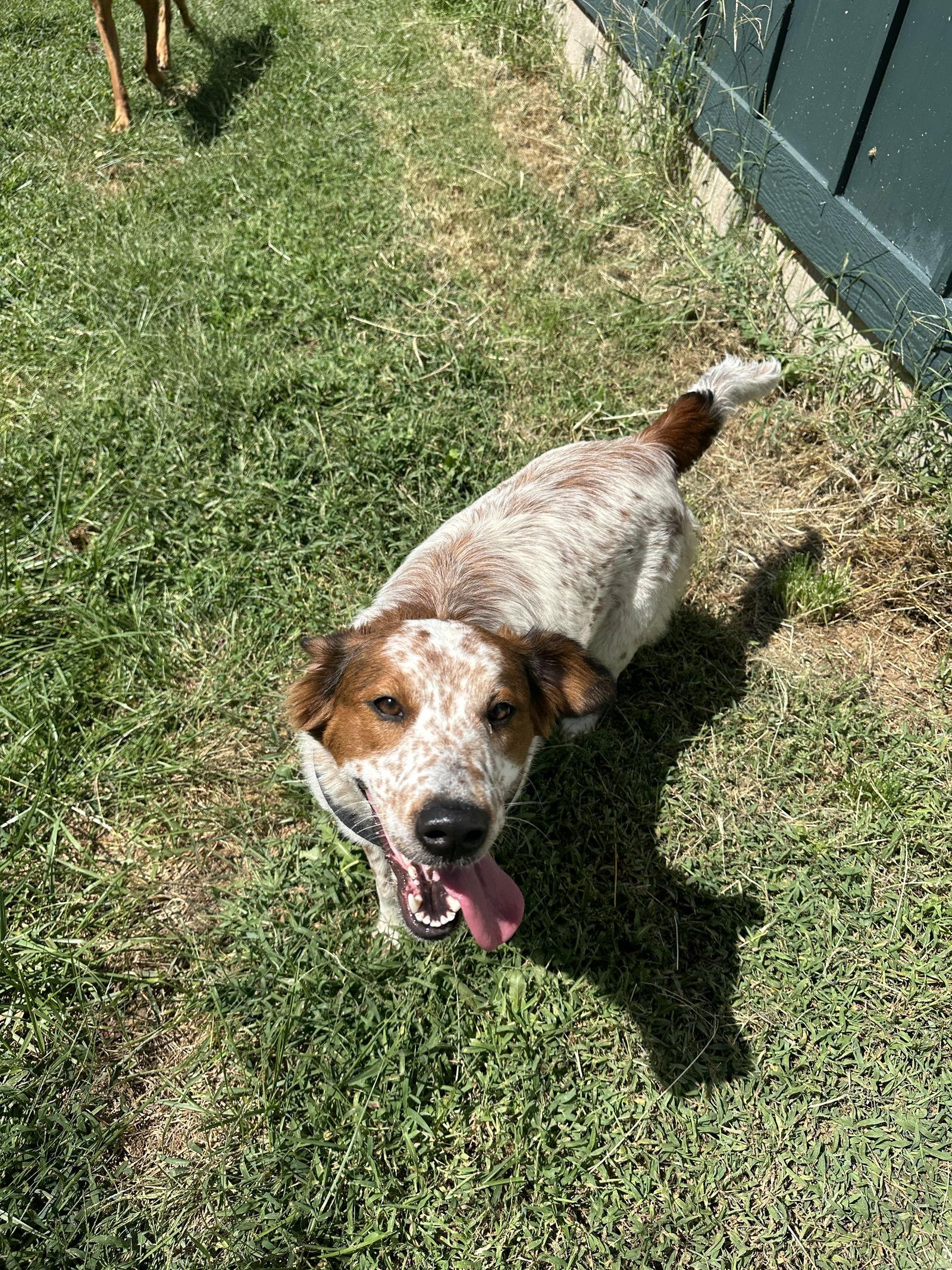 Enlarge Charli, a Adoptable mixed breed in Merriam, KS image 2/3