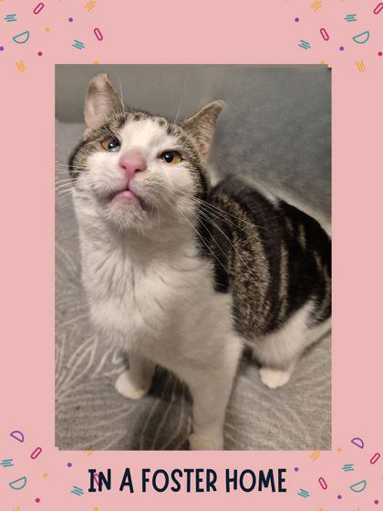 Abby, Adoptable, Adult Female Domestic Short Hair & Domestic Short Hair.