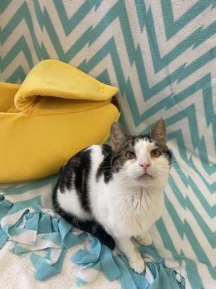 Enlarge Abby, a Adoptable Domestic Short Hair in Columbus, IN image 1/3