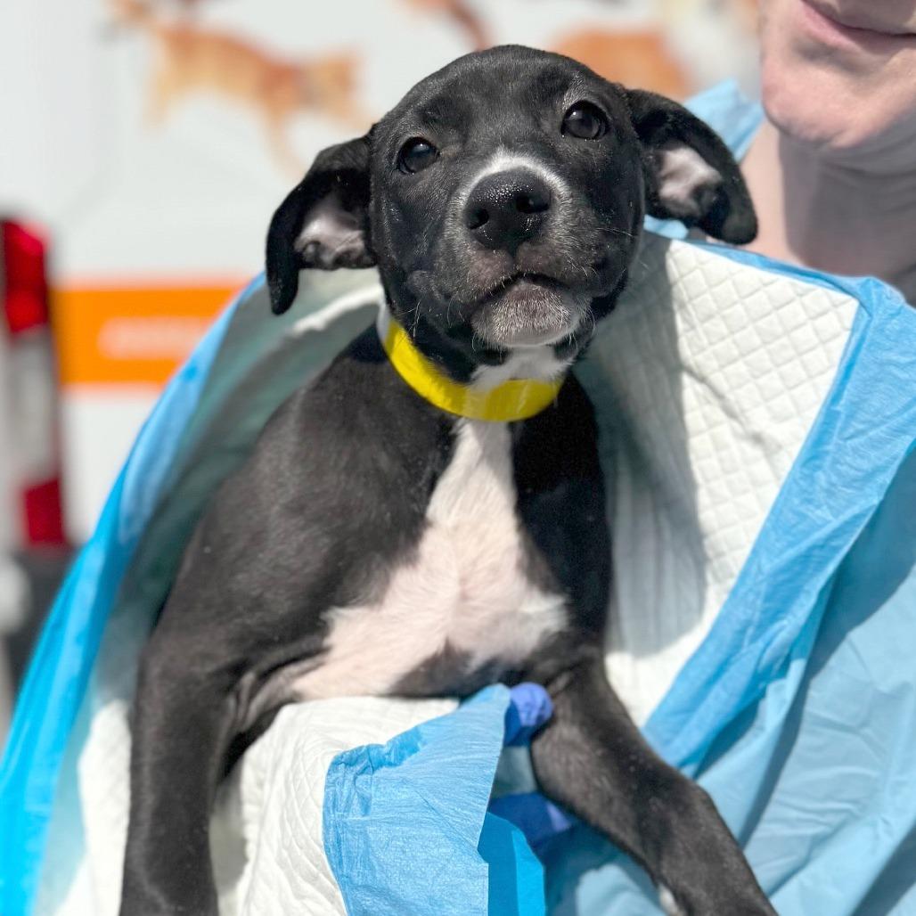 Velvet, Adoptable, Puppy Female Mixed Breed.