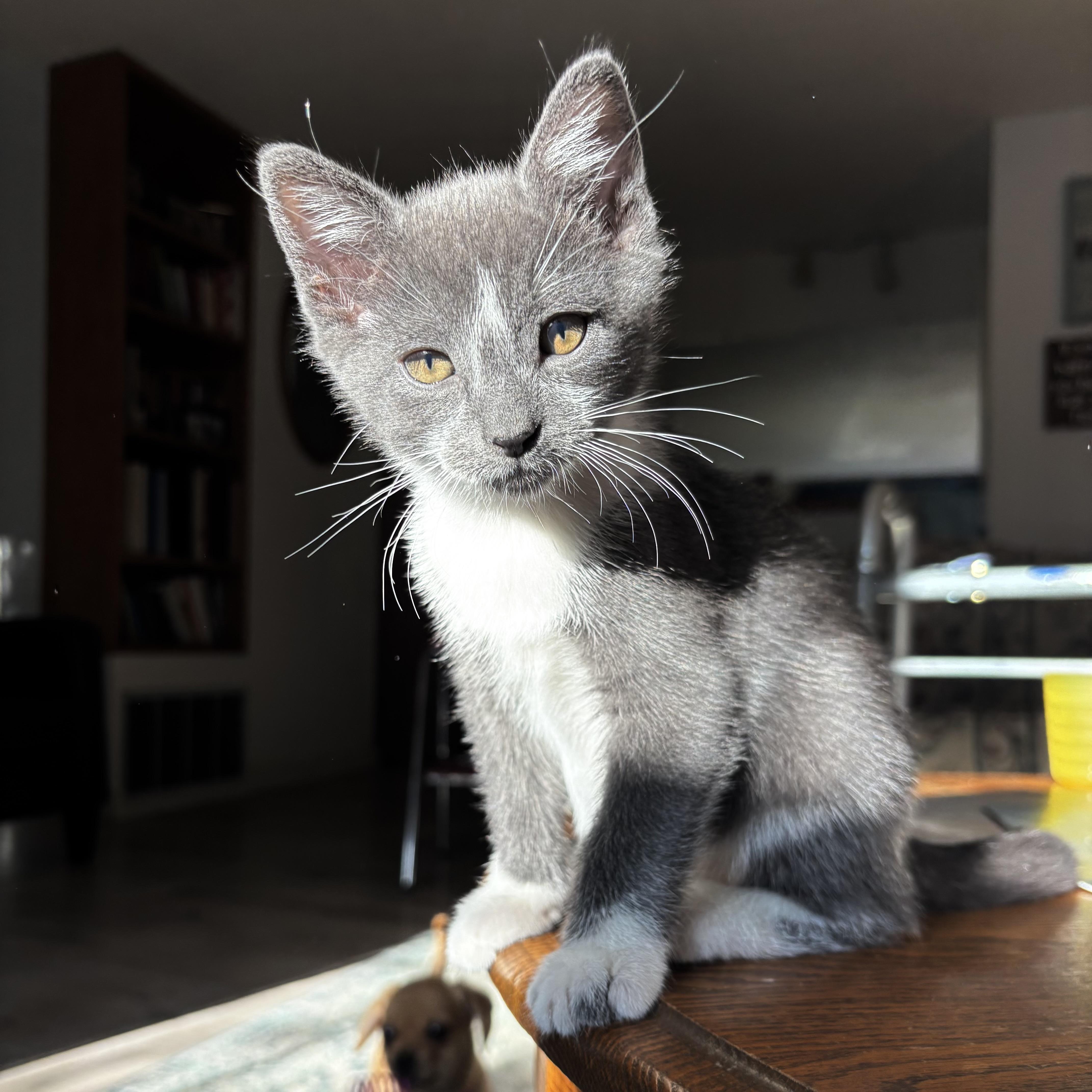 Enlarge Hippo, an adopted Domestic Short Hair in Monroe, WA image 1/6