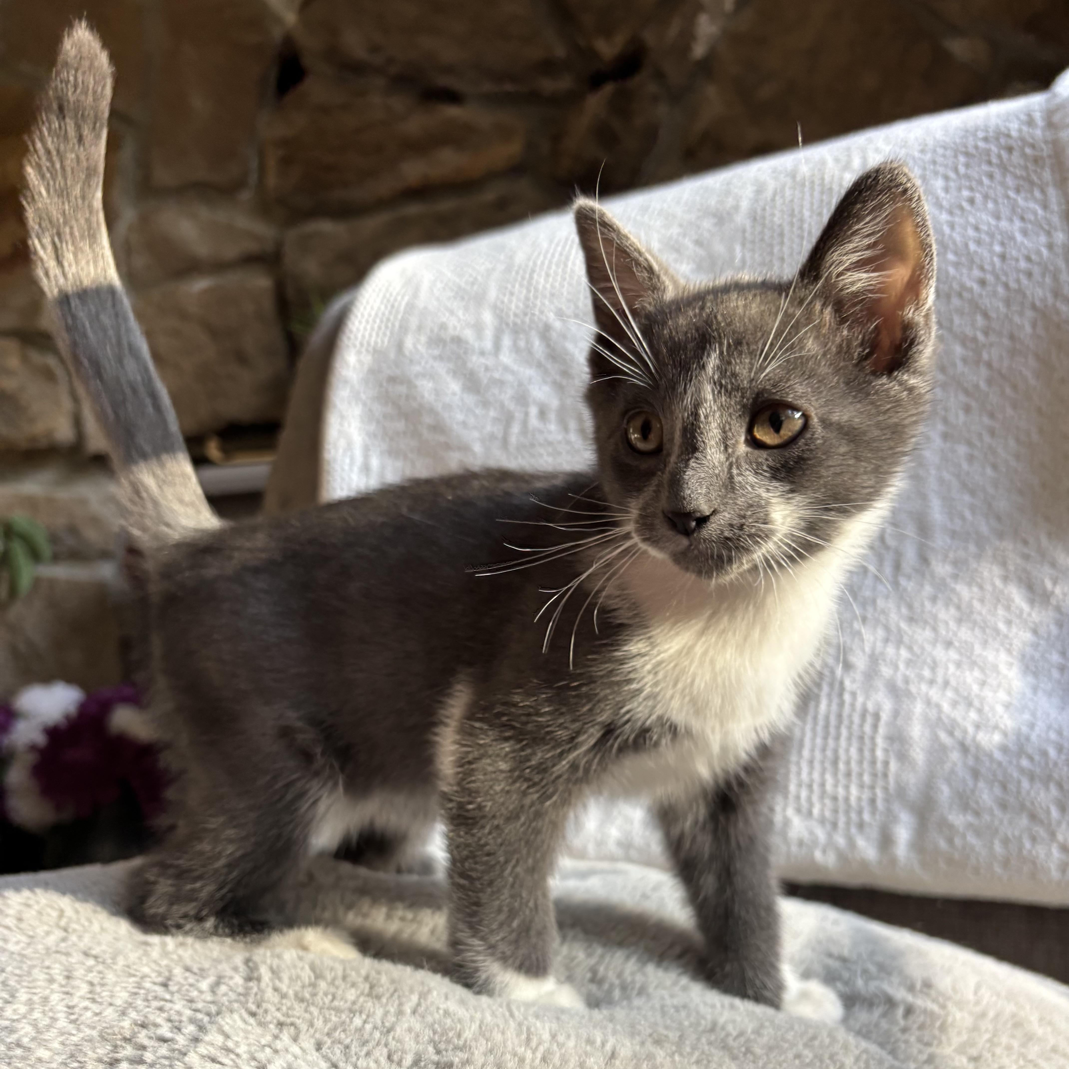Enlarge Hippo, an adopted Domestic Short Hair in Monroe, WA image 3/6