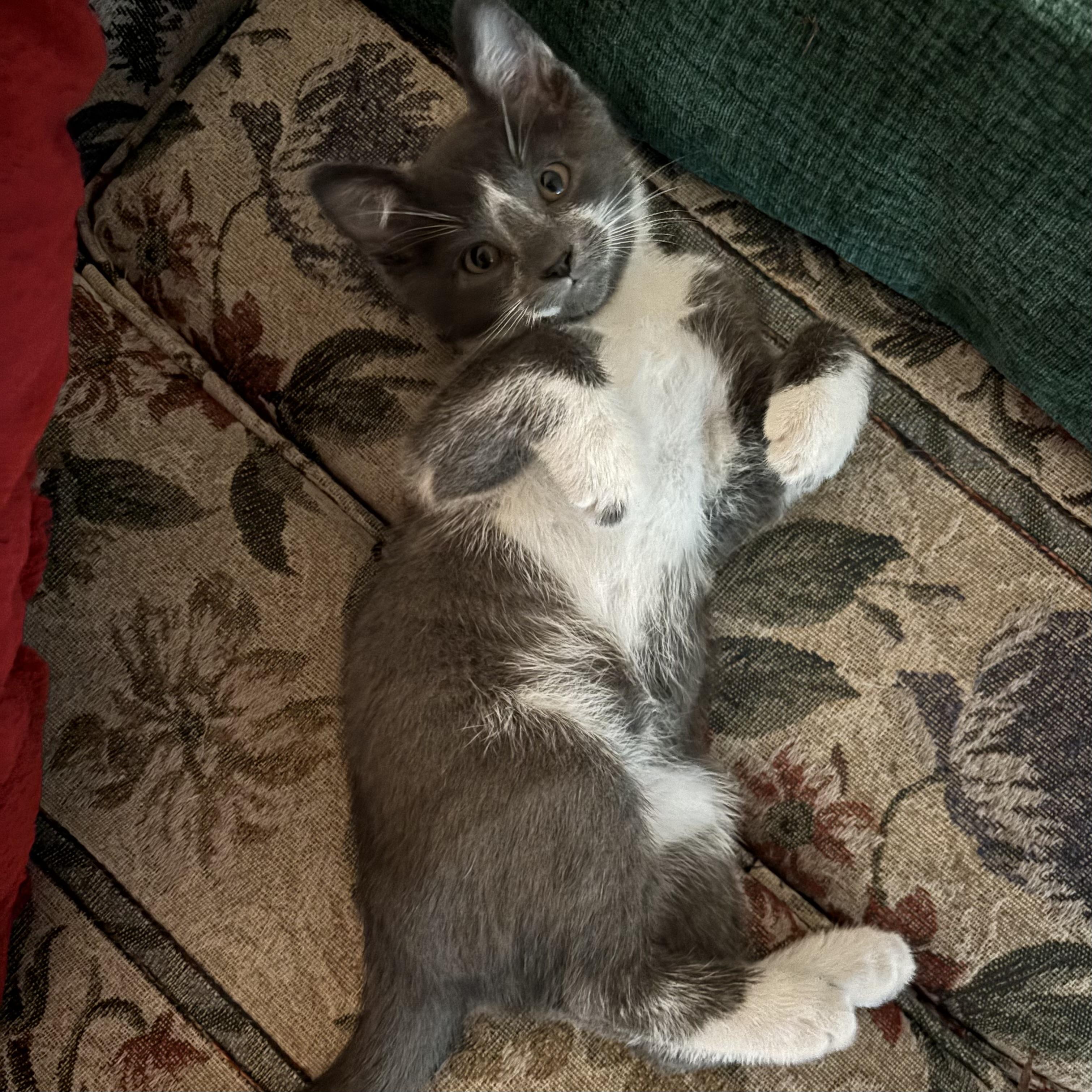 Enlarge Hippo, an adopted Domestic Short Hair in Monroe, WA image 6/6