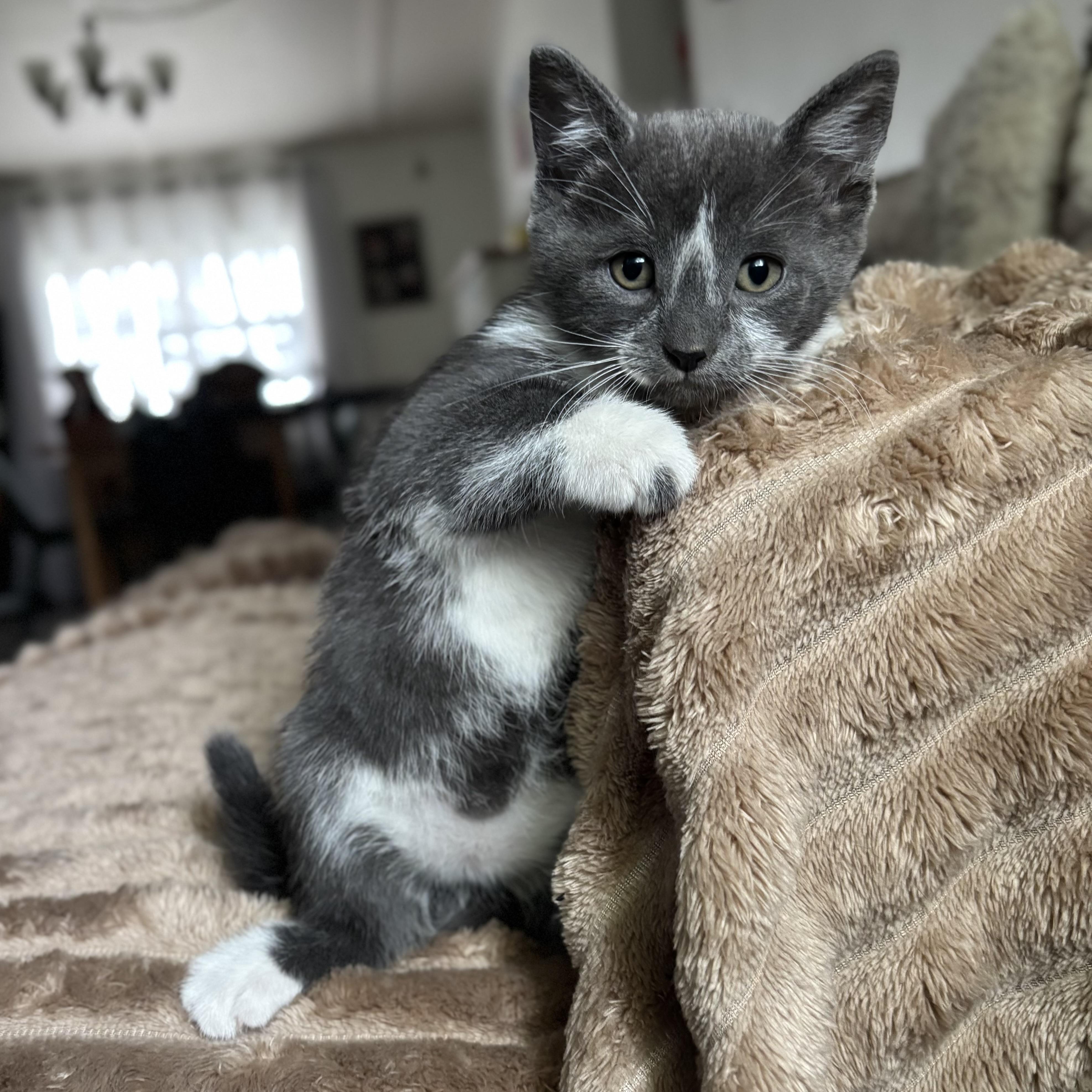 Enlarge Hippo, an adopted Domestic Short Hair in Monroe, WA image 5/6