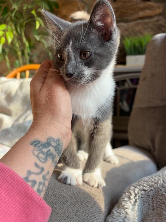 Enlarge Hippo, an adopted Domestic Short Hair in Monroe, WA video 4/6