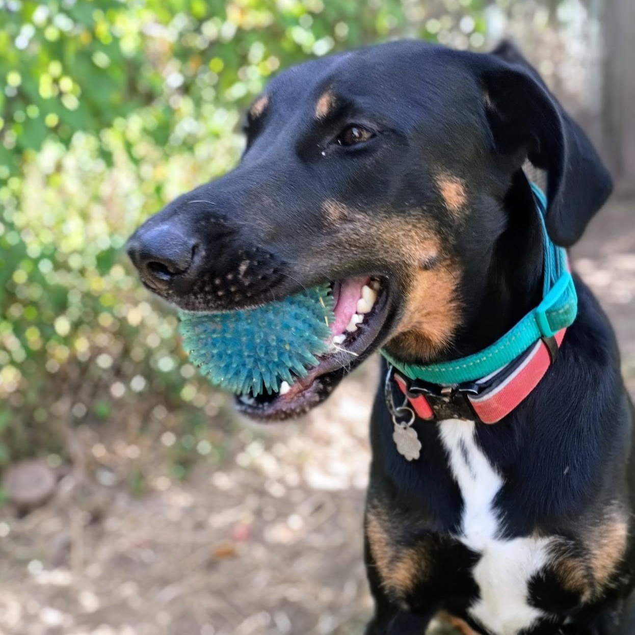 Enlarge AMBER — Your Daily Dose of Happy, a Adoptable Doberman Pinscher in North Bergen, NJ image 5/6
