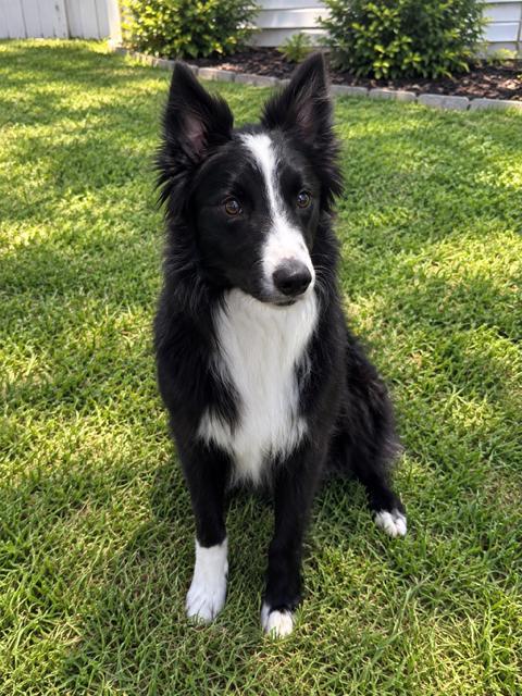 Bindi, Adoptable, Adult Male Border Collie.