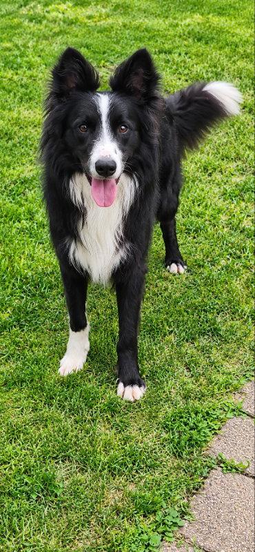 Enlarge Bindi, a Adoptable Border Collie in Mankato, MN image 2/3