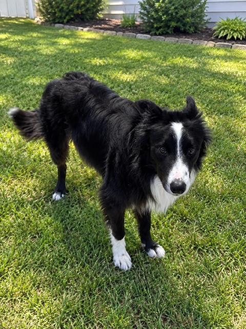 Enlarge Bindi, a Adoptable Border Collie in Mankato, MN image 3/3