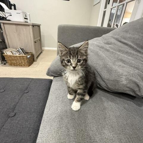 Bella, Adoptable, Kitten Female Domestic Short Hair.