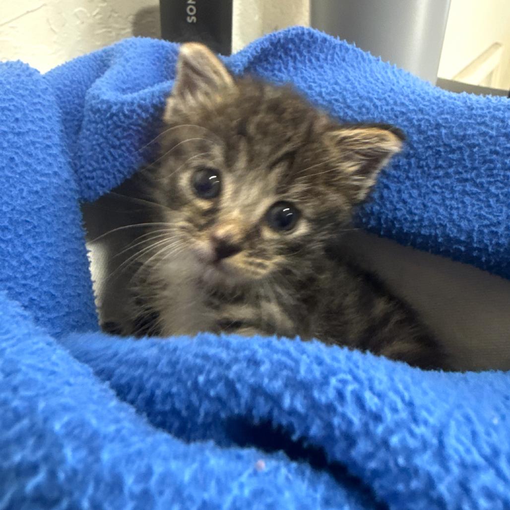 Bella, a Adoptable Domestic Short Hair in Ashland, OR image 2/3