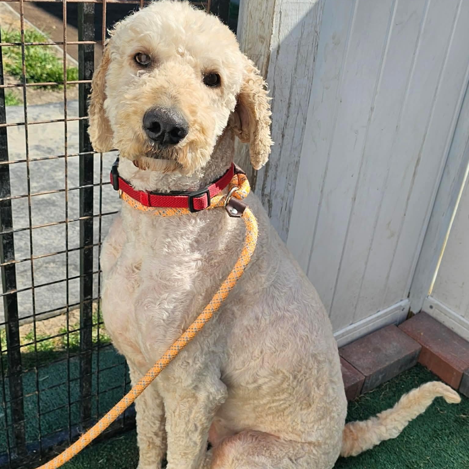 Enlarge Lady, a ADOPTABLE mixed breed in Minooka, IL image 2/4