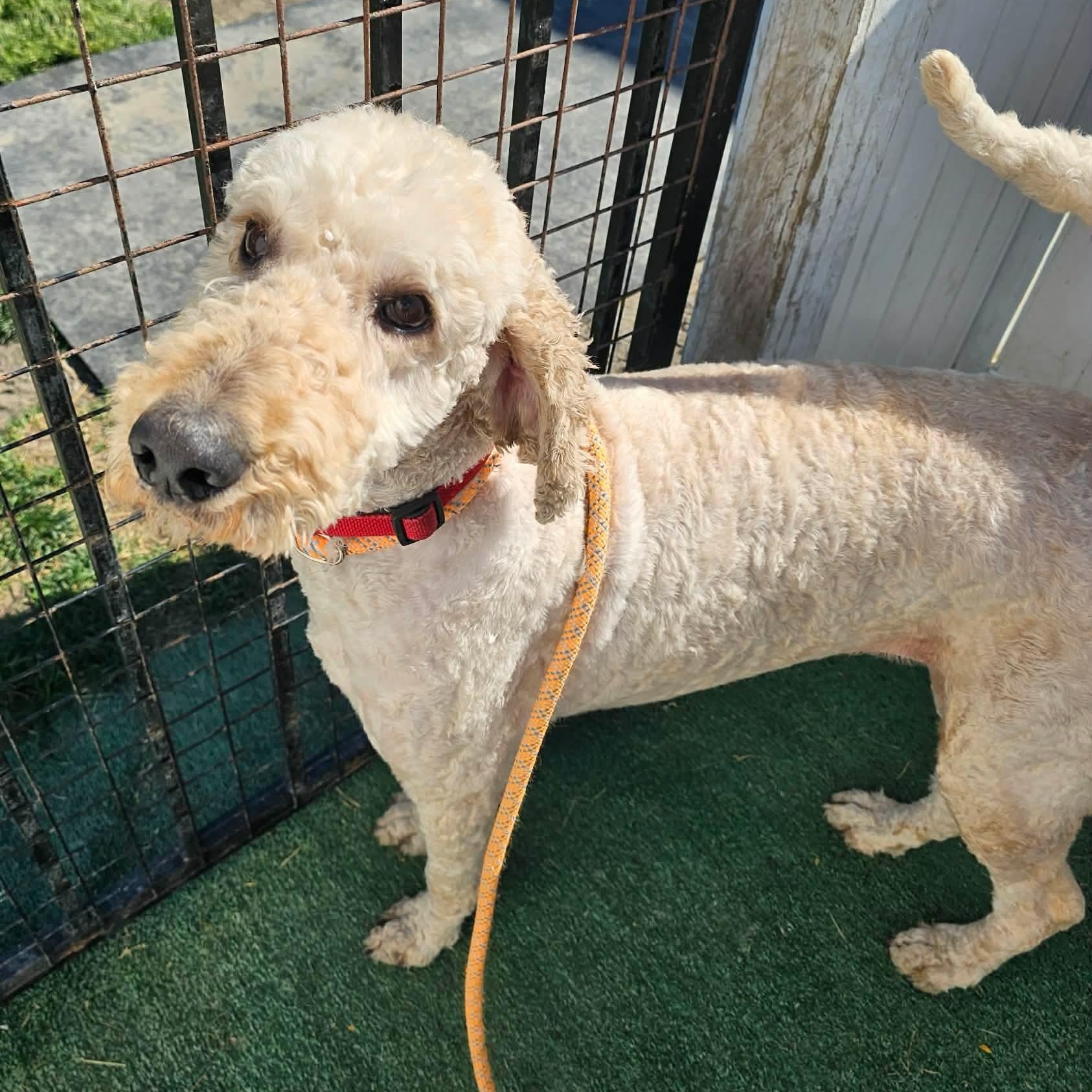 Enlarge Lady, a ADOPTABLE mixed breed in Minooka, IL image 4/4