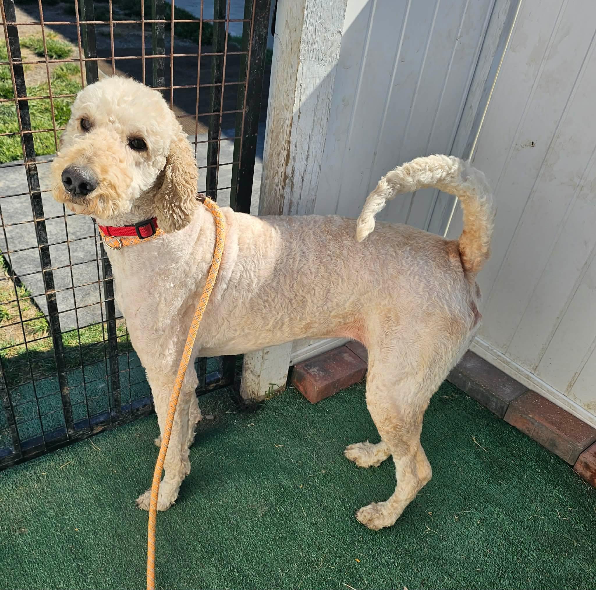Enlarge Lady, a ADOPTABLE mixed breed in Minooka, IL image 3/4