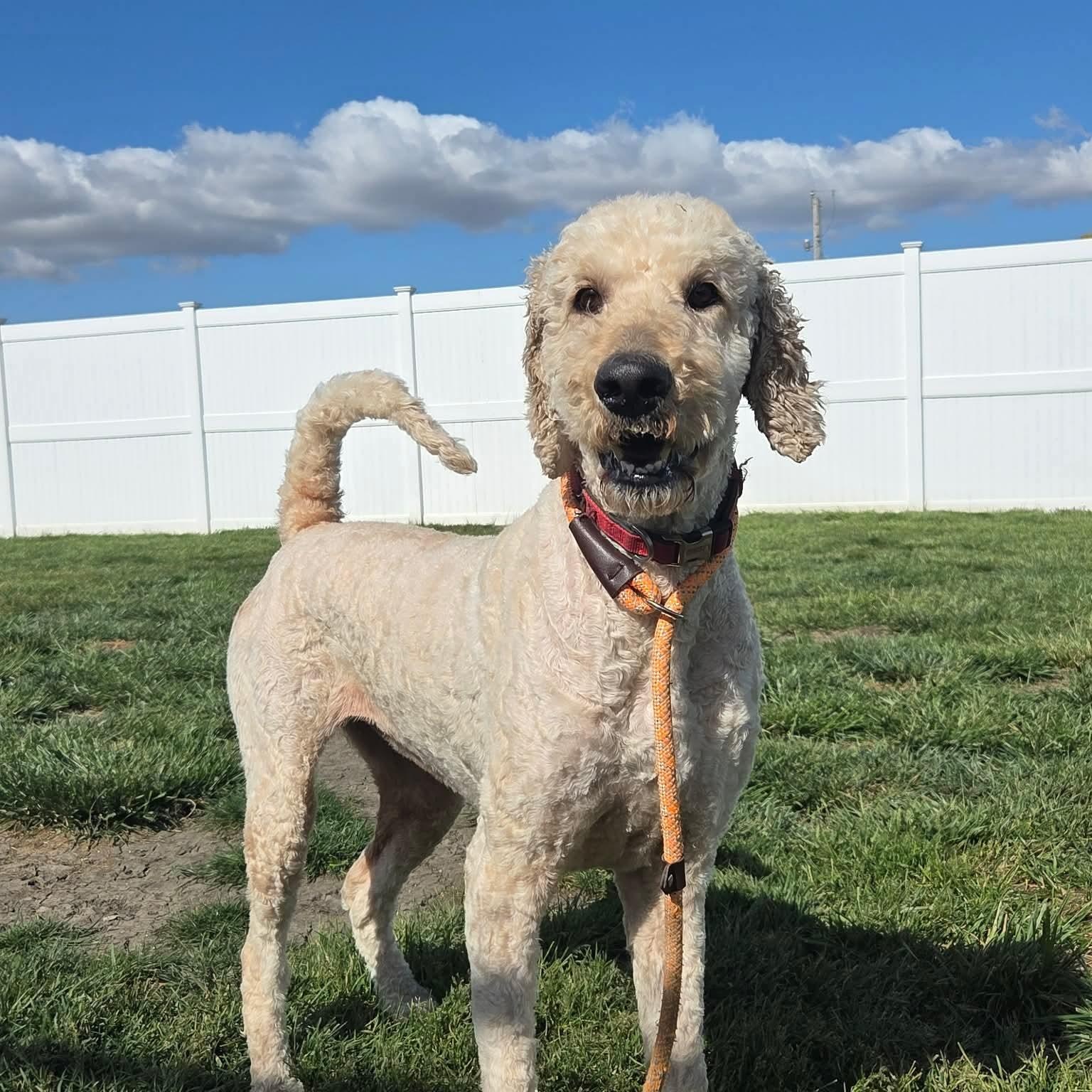 Lady, ADOPTABLE, Adult Female Goldendoodle.