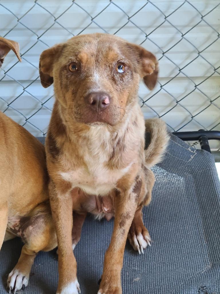 Restabustia, Adoptable, Young Female Labrador Retriever.