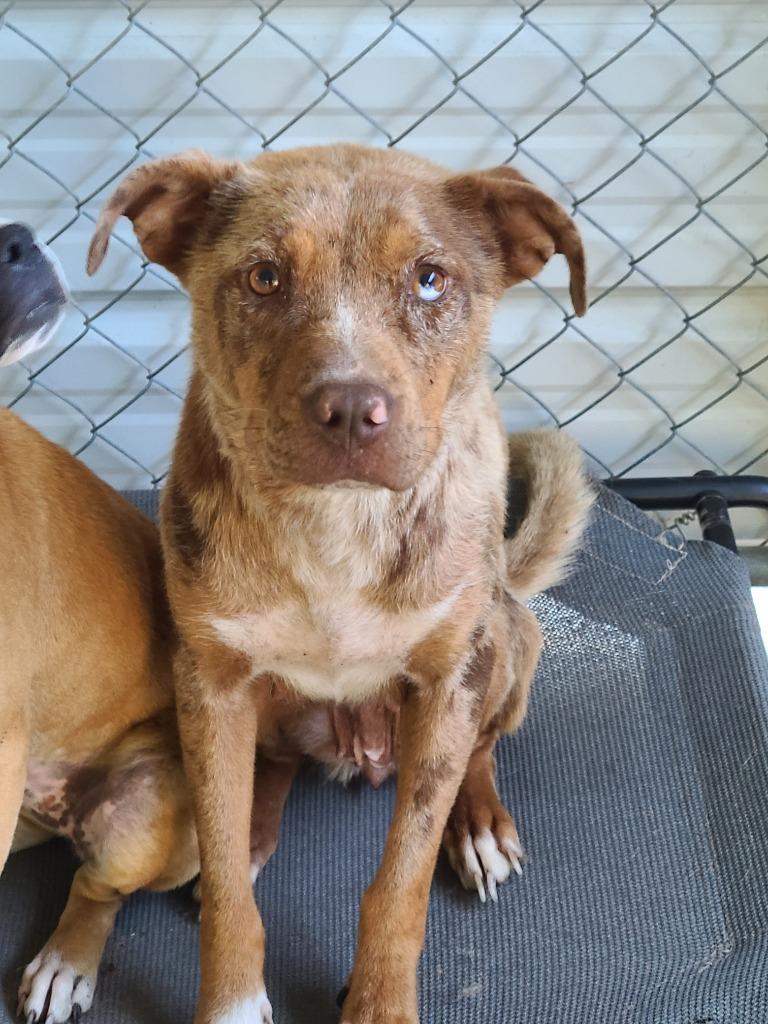 Restabustia, a Adoptable Labrador Retriever in Swainsboro, GA image 2/2