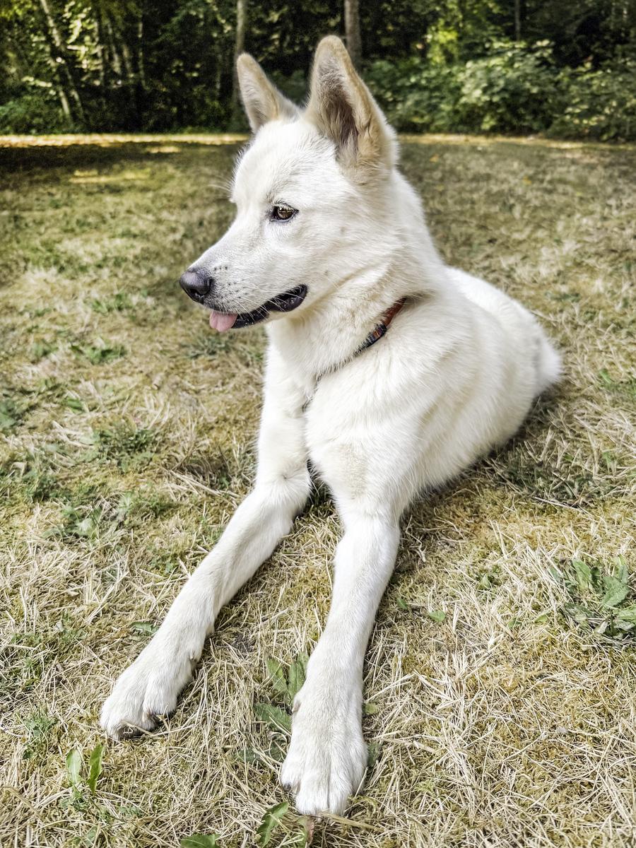 Enlarge Arya, a ADOPTABLE mixed breed in Snoqualmie, WA image 3/4