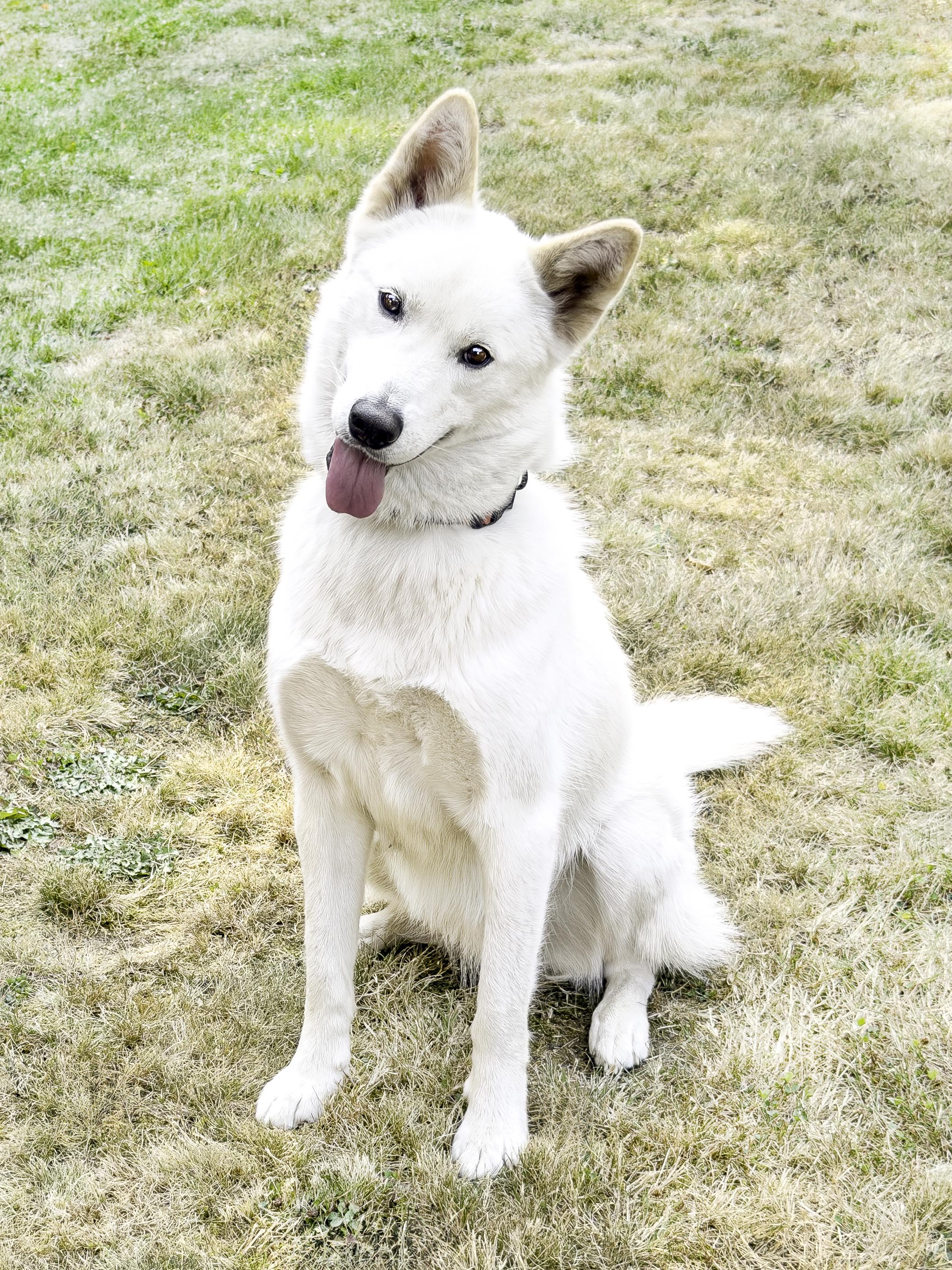 Enlarge Arya, a ADOPTABLE mixed breed in Snoqualmie, WA image 2/4
