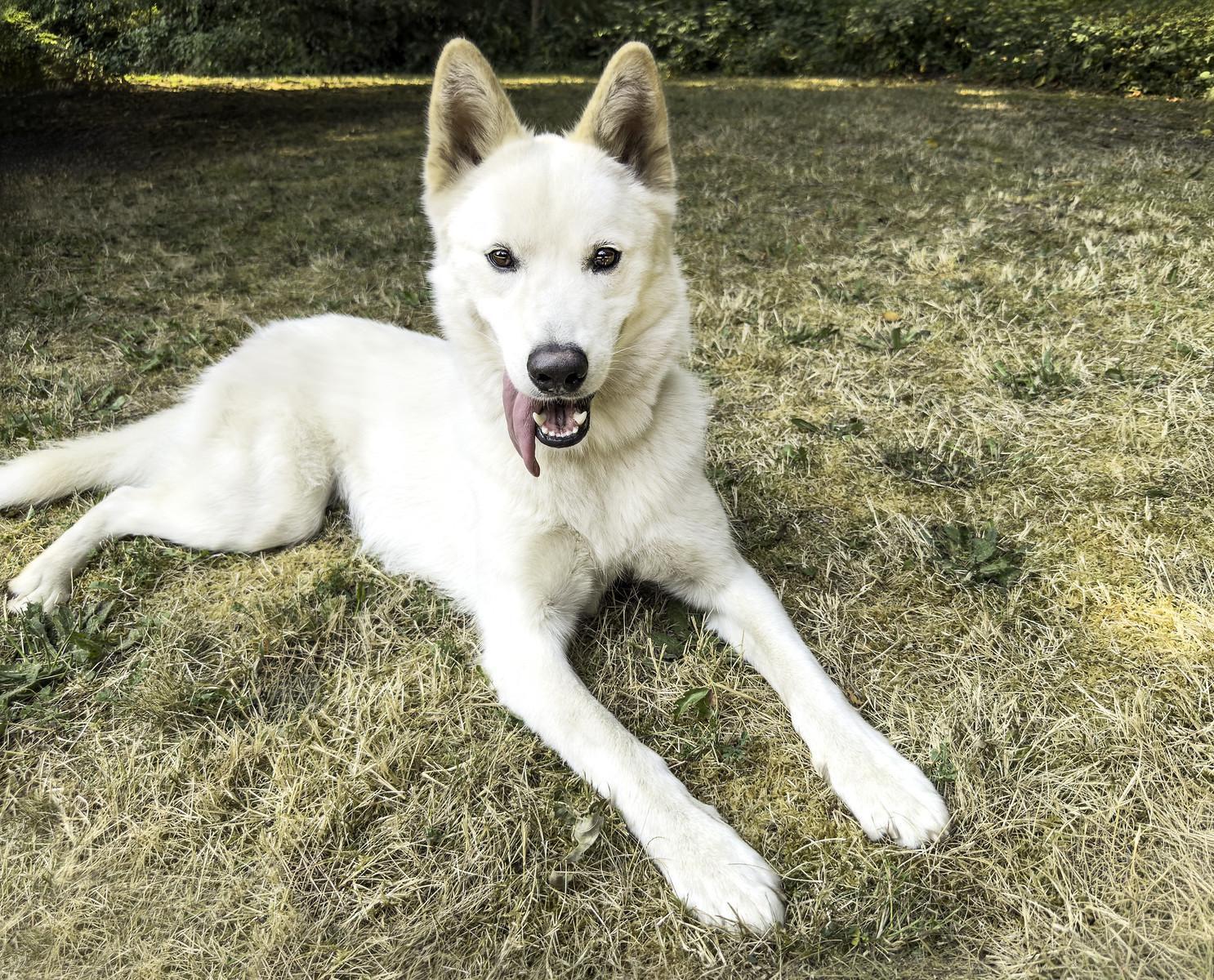 Arya, ADOPTABLE, Young Female Husky & Belgian Shepherd / Malinois.