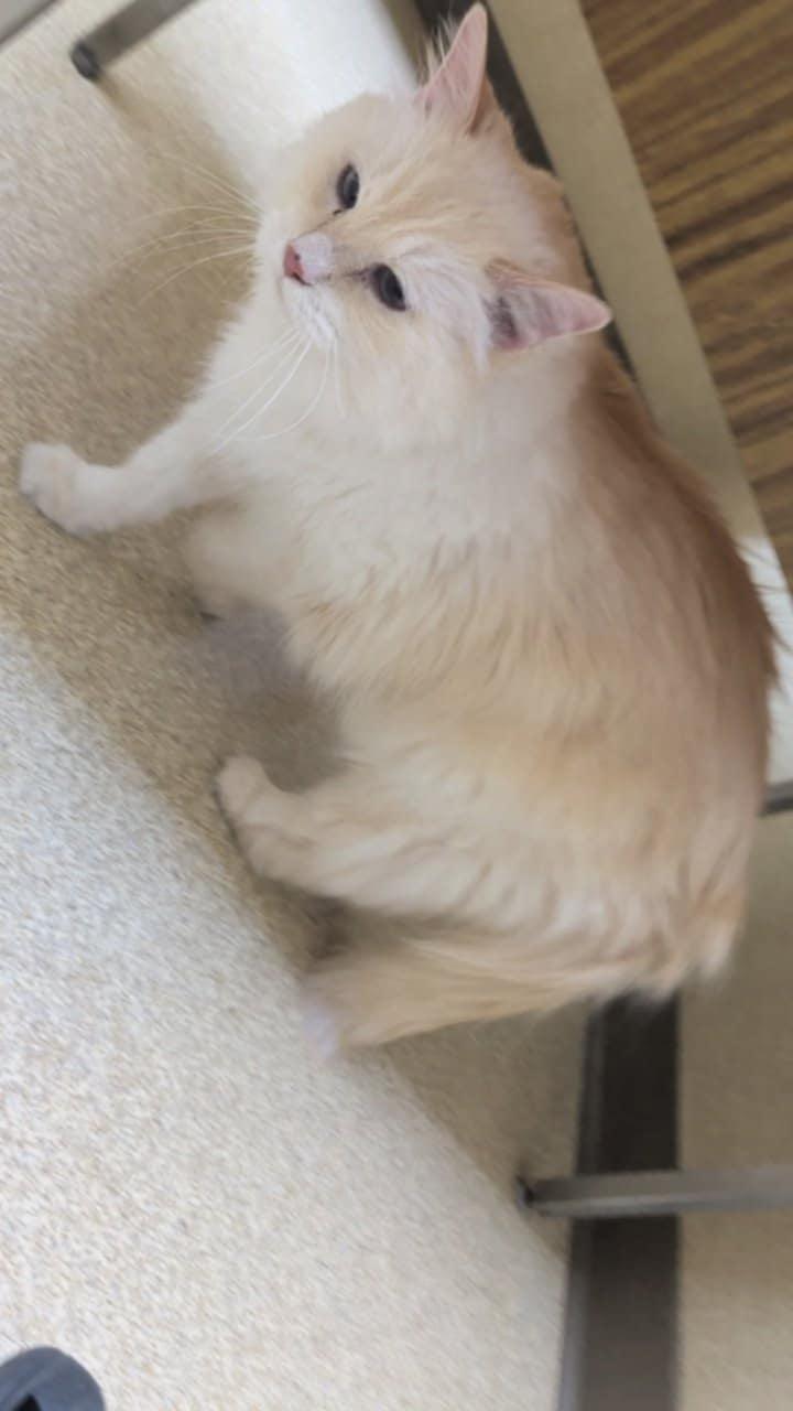 Cracker (Courtesy Post), a ADOPTABLE Domestic Long Hair in Talbott, TN image 4/4