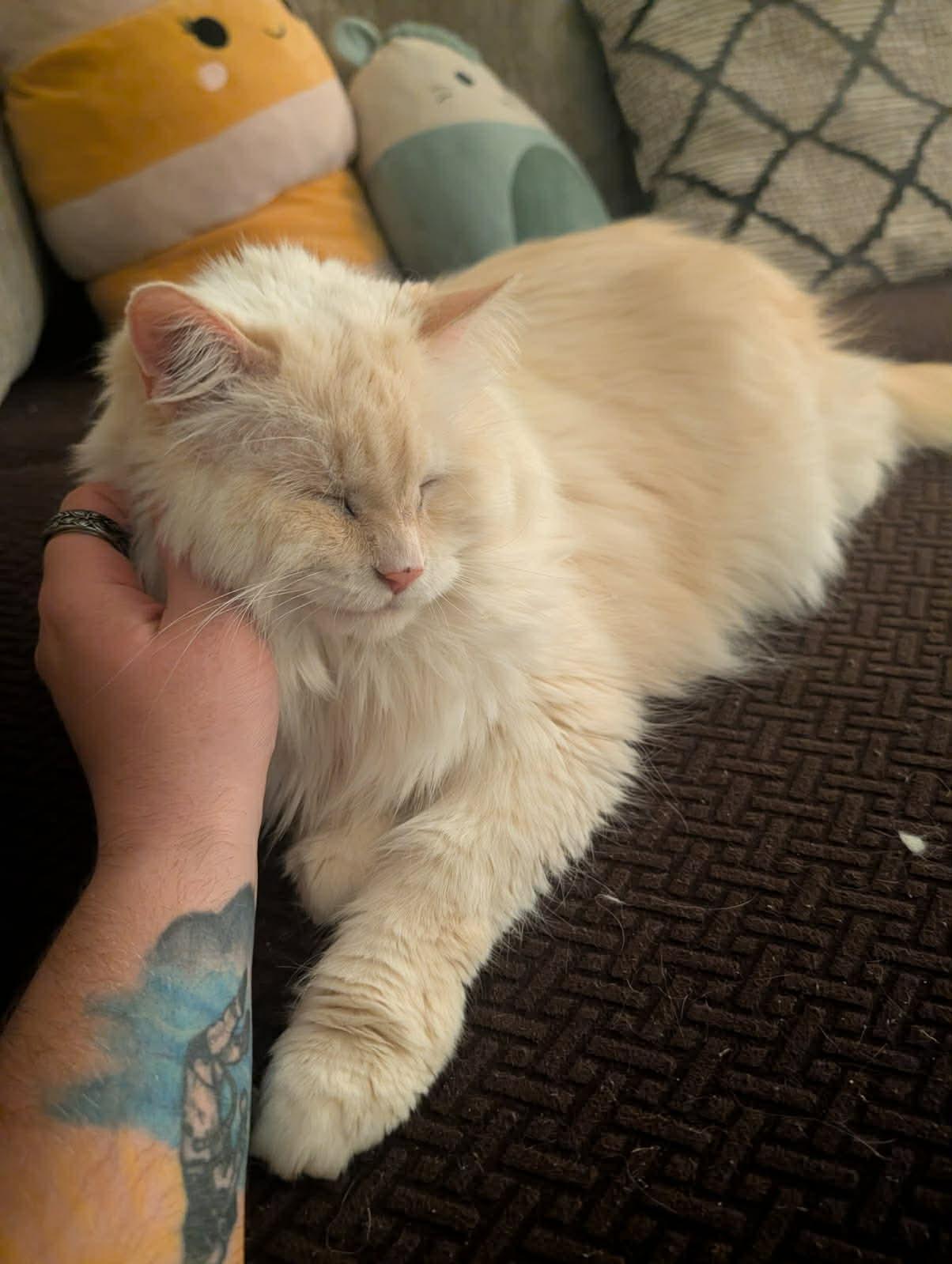 Cracker (Courtesy Post), ADOPTABLE, Senior Male Domestic Long Hair.