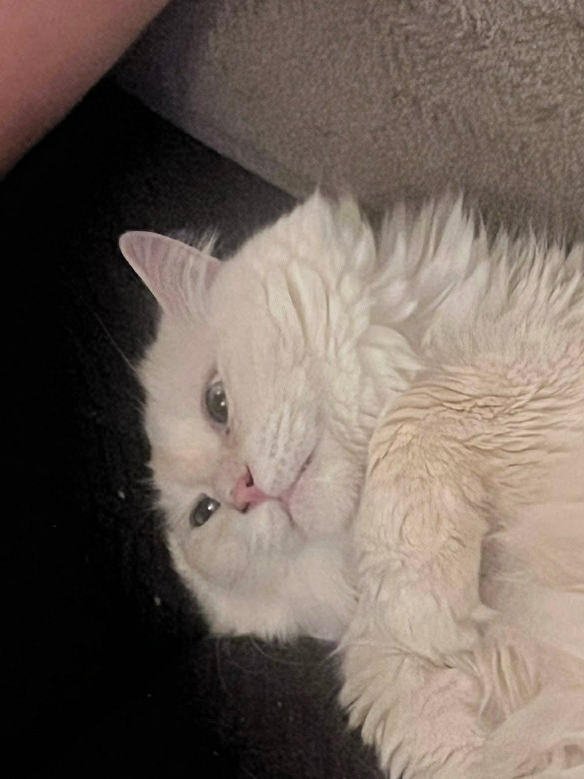 Cracker (Courtesy Post), a ADOPTABLE Domestic Long Hair in Talbott, TN image 2/4