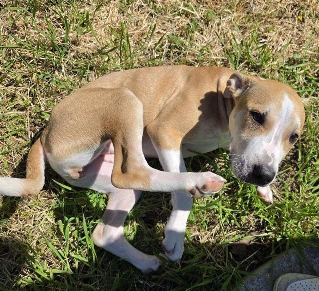 Sissy, a ADOPTABLE Pit Bull Terrier in Phoenix, OR image 4/4