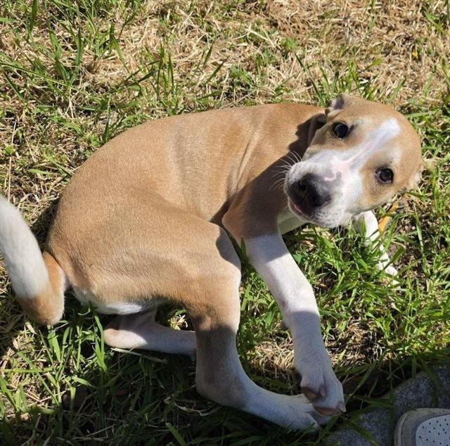 Sissy, ADOPTABLE, Puppy Female Pit Bull Terrier.