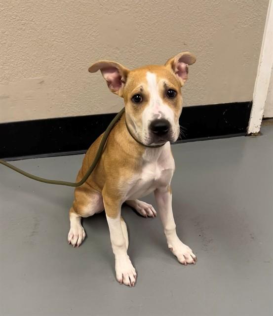 Sissy, a ADOPTABLE Pit Bull Terrier in Phoenix, OR image 2/4