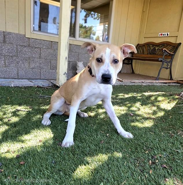 Sissy, a ADOPTABLE Pit Bull Terrier in Phoenix, OR image 3/4