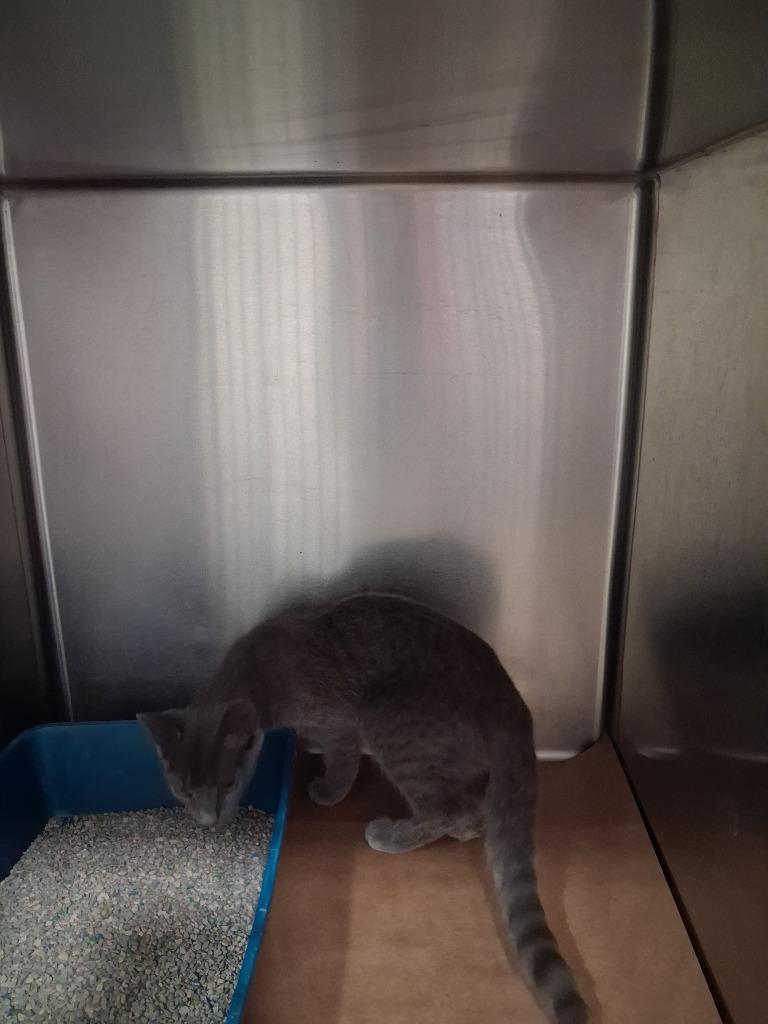 Feather, Adoptable, Young Female Domestic Short Hair.