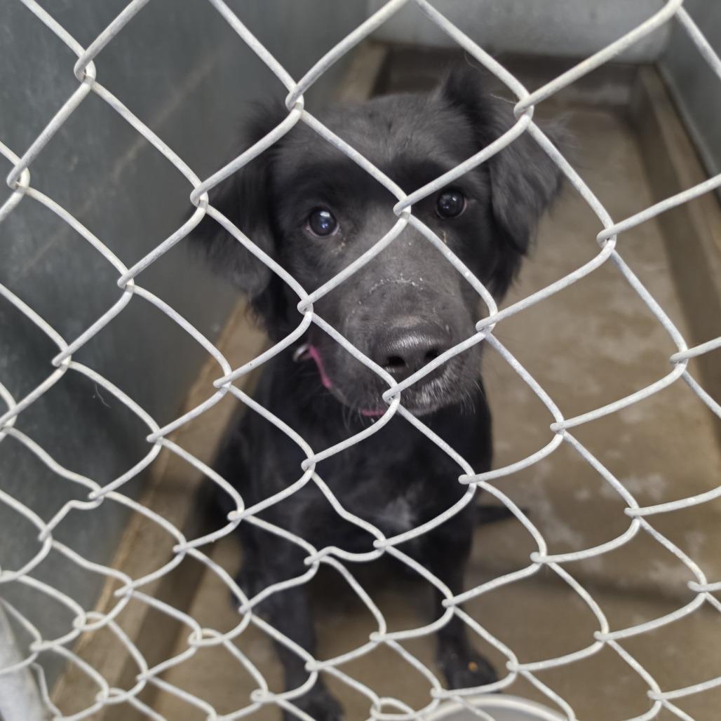Enlarge Nala, a Adoptable Black Labrador Retriever in Carlin, NV image 1/3