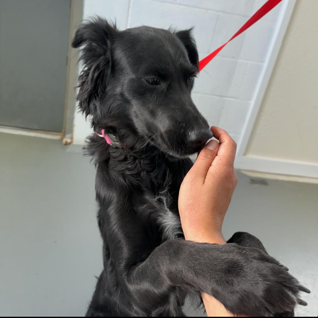 Enlarge Nala, a Adoptable Black Labrador Retriever in Carlin, NV image 2/3
